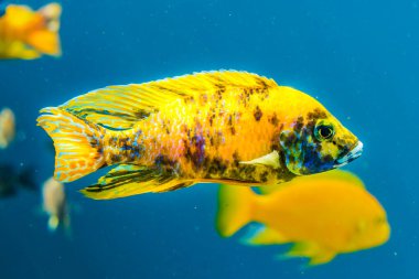 Renkli Sarı Çizmeli Tavuskuşu Cichlid Tropikal Balık Aulonocara nyassae Waikiki Oahu Hawaii. Aslen Afrikalı..