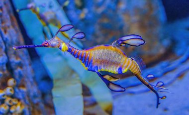 Renkli Mavi Seadragon Balığı Phyllopteryx taeniolatus Waikiki Oahu Hawaii. Pasifik Okyanusu boyunca.