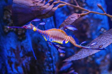 Renkli Mavi Seadragon Balığı Phyllopteryx taeniolatus Waikiki Oahu Hawaii. Pasifik Okyanusu boyunca.