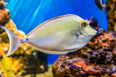 Renkli Bluespine Unicornfish Tang Tropikal Balık Naso unicornis Waikiki Oahu Hawaii.