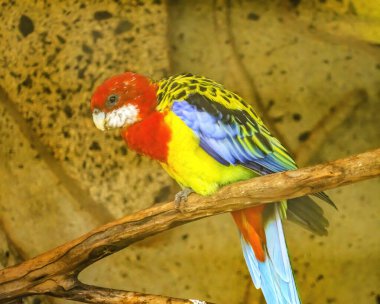 Renkli Kırmızı Mavi Rosella Papağan Kuş Platycercus eximius in Waikiki Honolulu Hawaii. Avustralya 'ya özgü.