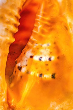 Renkli Kraliçe Deniz Kabuğu Kabuğu Kapanışı Yumuşakça Strombus gigas Waikiki Oahu Hawaii. Pasifik Okyanusunda bulunur..