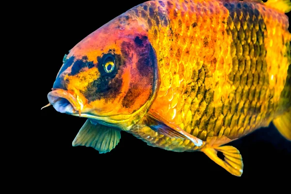 Carpa Arancione Grande Variopinta Koi Pesce Nishikigoi Cprinus Rubrofuscus Waikiki — Foto Stock