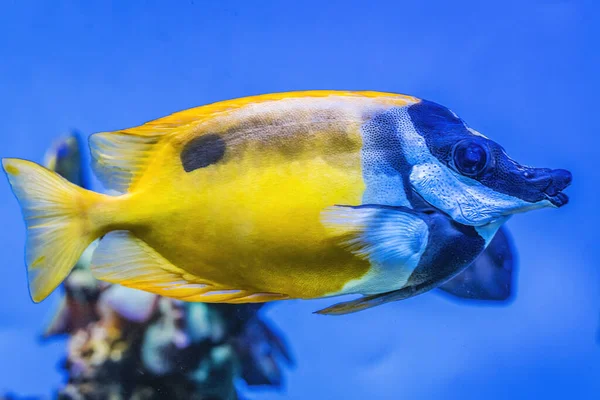 Colorido Amarelo Branco Tropical One Spot Blotched Foxface Fish Siganus — Fotografia de Stock