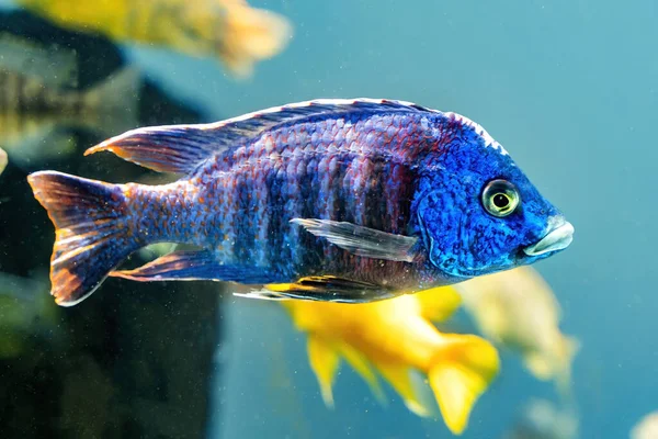 Renkli Mavi Tavuskuşu Cichlid Tropikal Balık Aulonocara Nyassae Waikiki Oahu — Stok fotoğraf