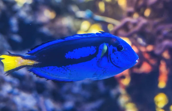 Színes Kék Tang Trópusi Hal Paracanthurus Hepatus Waikiki Oahu Hawaii — Stock Fotó
