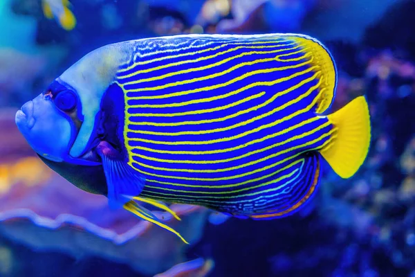 Színes Kék Sárga Császár Angelfish Pomacanthus Imperator Trópusi Hal Waikiki — Stock Fotó