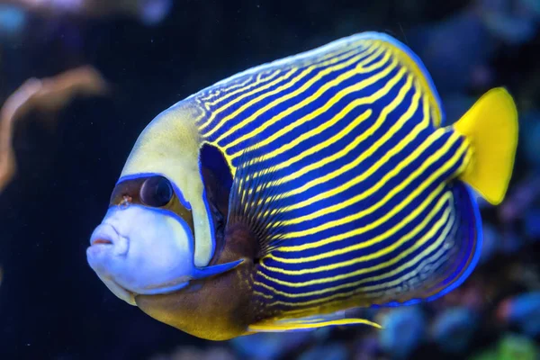 stock image Colorful Blue Yellow Emperor Angelfish Pomacanthus imperator Tropical Fish Waikiki Oahu Hawaii. Found in coral and reefs in tropical waters, including Pacific Ocean.