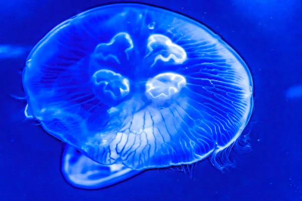 Яркая Голубая Медуза Аурелия Аурита Тропическая Рыба Вайкики Оаху Гавайи — стоковое фото