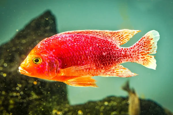 Colorido Rosa Vermelho Pavão Cichlid Tropical Fish Aulonocara Nyassae Peixes — Fotografia de Stock