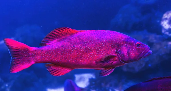 Colorful Red Coral Grouper Cephalopholis Miniata Tropical Fish Waikiki Oahu — Foto Stock