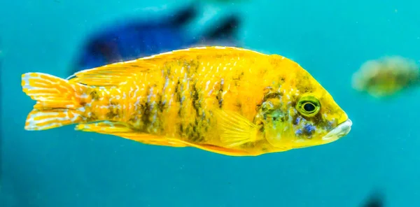 Colorido Amarillo Blotched Peacock Cichlid Tropical Fish Aulonocara Nyassae Waikiki — Foto de Stock