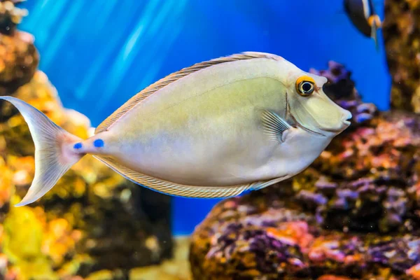 Renkli Bluespine Unicornfish Tang Tropikal Balık Naso Unicornis Waikiki Oahu — Stok fotoğraf