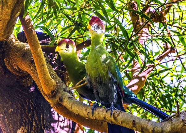 Coloridas Aves Turaco Crestadas Rojas Tauraco Erythrolophus Waikiki Honolulu Hawaii — Foto de Stock