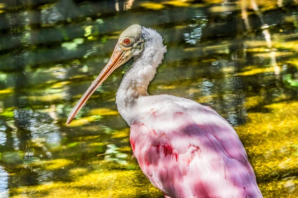 Colorful Roseate Spoonbill Wading Bird Platalea Ajaja Looking Food Reflection — Stock Photo, Image
