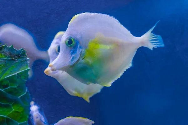 Pesce Tropicale Giallo Bianco Fantasma Colorato Zebrasoma Flavescens Waikiki Oahu — Foto Stock