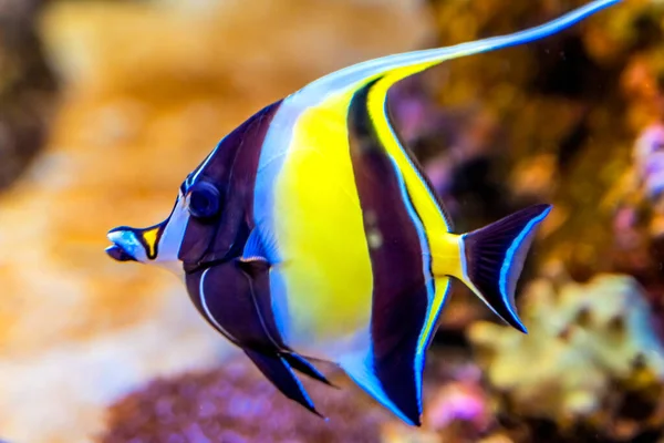 Buntes Gelb Schwarz Weiß Maurisches Idol Fisch Zanclus Cornutus Waikiki Stockfoto