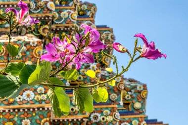 Coloful Pembe Hong Kong Orkide Ağacı Bauhinia Blakeana Çiçekler Seramik Pagoda Wat Pho Po Tapınağı Kompleksi Tayland. 1600 'lerde yapılmış. Tayland 'daki en eski tapınaklardan biri..