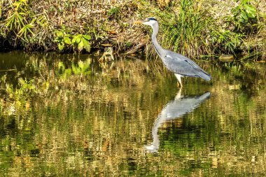 Gri Heron Ardea Cinerea Furuichi Kofungun Su Yansıması Gömme Tepesi Habikino Osaka Eyaleti Japonya. Büyük balıkçıl Asyalı türü. Su Kadim Gömü M.S. 500
