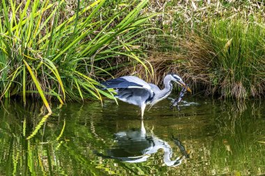 Gri Balıkçıl Ardea Cinerea Furuichi Kofungun Su Yansıması Gömme Tepesi Habikino Osaka Eyaleti Japonya. Büyük balıkçıl Asyalı türü. Su Kadim Gömü M.S. 500