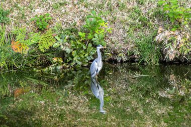 Gri Heron Ardea Cinerea Furuichi Kofungun Su Yansıması Gömme Tepesi Habikino Osaka Eyaleti Japonya. Büyük balıkçıl Asyalı türü. Su Kadim Gömü M.S. 500