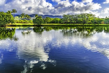 Renkli Yeşil Palmiye Ağaçları Beyaz Bulutlar Mavi Gökyüzü Ala Wai Kanal Yansıma Binaları Waikiki Honolulu Oahu Hawaii