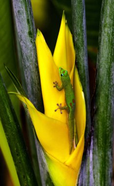 Altın Toz Günü Gecko Phelsuma laticauda Sarı Dansçı Istakoz Pençesi Heliconia Bihai Hawaii. Gecko Madagaskar 'a özgü Hawaii' ye giriş.