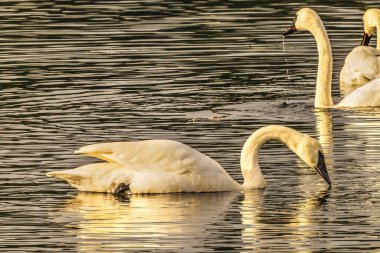 Beyaz Trompetçi Kuğular Cygnus Buccinator Juanita Körfezi Parkı Washington Kirkland Washiington Gölü. Kuzey Amerika 'nın en ağır kuşu..