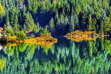 Sarı Yeşil Sonbahar Yansıması Soyut Arkaplan Altın Göl Wenatchee Ulusal Orman Snoqualme Geçidi Washington