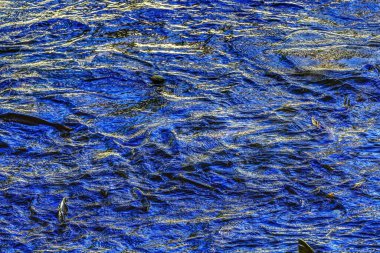 Çok renkli Blue Salamon Issaquah Creek Washington. Her sonbahar somonları kuluçka tesisine gelir ve bir renk kaleydoskobu yaratır. Somon balığı 5000 km uzaktan gelir..