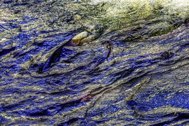 Çok renkli Salamon Issaquah Creek Washington. Her sonbahar somonları kuluçka tesisine gelir ve bir renk kaleydoskobu yaratır. Somon balığı 5000 km uzaktan gelir..