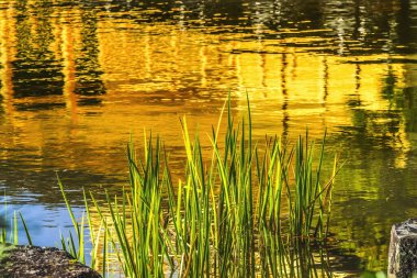 Coloful Su Yansıtma Bahçesi Kinkaku-Ji Rokuon-Ji Altın Pavyon Zen Budist Tapınağı Parkı Kyoto Japonya. 1397 Dünya Mirası Alanına Ait.