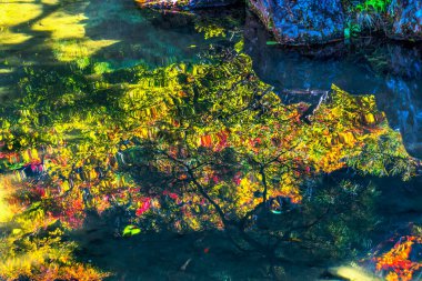 Renkli Sonbahar Bahçe Yansıması Ginkakuji Gümüş Pavyonu Zen Budist Tapınağı Parkı Kyoto Japonya 'dan ayrılıyor. Jishoji Parlayan Merhamet Tapınağı olarak da bilinir. 1460 yılında Ashikaga Yoshimasa tarafından inşa edildi..