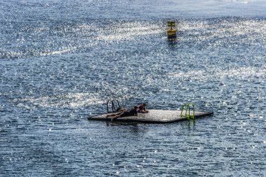 Renkli Yüzücüler Dinleniyor Raft Lion 'un Okyanus Şamandırası Güneş Dalgalanmaları İngiliz Kanalı Hoe Park Plymouth Devon İngiltere. Okyanusa bakan Hoe Halk Parkı 