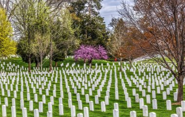Washington DC 'deki Pembe Kiraz Çiçekleri Çok Saflar Beyaz Mezarlar Arlington Ulusal Mezarlığı. Arlington, Robert E. Lee 'nin Evindeki İç Savaş sırasında kuruldu..