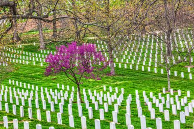 Washington DC 'deki Pembe Mor Amerikan Gül Çiçekleri Beyaz Mezarlar Arlington Ulusal Mezarlığı. Arlington, Robert E. Lee 'nin Evindeki İç Savaş sırasında kuruldu..
