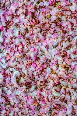 Colorful White Pink Cherry Blossom Petals Abstract Street Kenwood Bethesda Maryland clipart