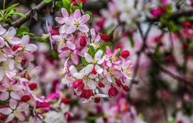 Renkli Beyaz Pembe Elma Çiçeği Yapraklar Ağaçlar Sokağı Kenwood Bethesda Maryland