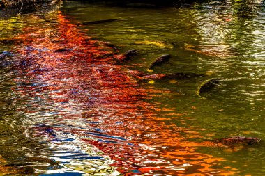 Colorful Red Blue White Pond Reflection Abstract Carp Fish Shinsenen Garden Public Park Kyoto Japan.  Oldest spot in Kyoto. Garden created by Emperor Kammu in 794 as his moon viewing garden. Scholars think that the garden still exists because pond wa clipart