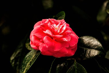 Kırmızı Pembe Kamelya Kamelyası Japonica Çiçek açan Makro Yeşil Yapraklar. Çin ve Japonya 'da yaygın