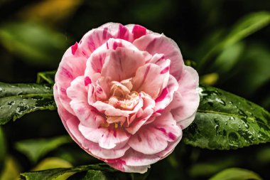 Pembe Beyaz Kamelya Kamelyası Japonica Paul Jones Yüksek Çiçekler Kapanış Çiçeği Macro. Çin ve Japonya 'da yaygın