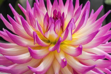 Mor Pembe Beyaz Nisan Şafak Kaktüsü Dahlia Çiçeği Bellevue Washington