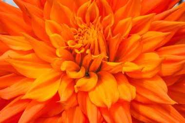 Orange Alfred C Jumbo Dahlia Flower Blossom Bellevue Washington clipart