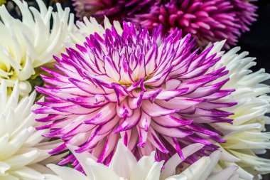 Beyaz Mor Yıldız Çiçekleri Çiçekleri Çiçek Düzenleme Washington