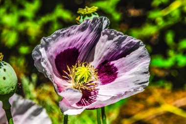 Mor Pembe Afyon Haşhaşı Mavi Ay Çiçeği Papaver Somniferum Bellevue Botanik Bahçesi Washington