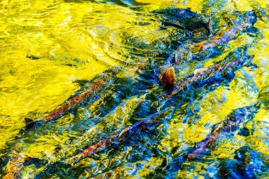 Washington Issaquah Creek 'te yüzen renkli somon balığı. Her sonbahar somonları kuluçka yerine gelir. Somon balığı 5000 km uzaktan gelir..