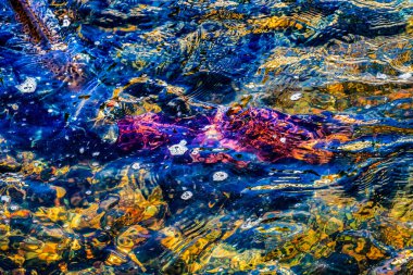 Washington Issaquah Creek 'te yüzen renkli somon balığı. Her sonbahar somonları kuluçka yerine gelir. Somon balığı 5000 km uzaktan gelir..