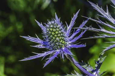 Renkli Mavi Deniz Holly Eryngium Maritimum Flower Bellevue Botanik Bahçesi Washington. Devedikeni ile ilgili. Avrupa 'ya özgü.