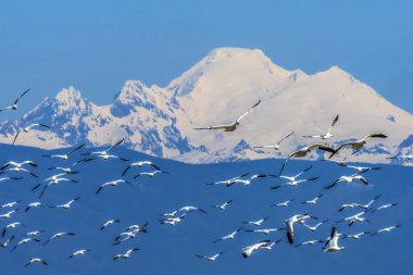 Many Snow Geese Flying Over Snowy Mount Baker Mountains Skagit Valley Washington clipart