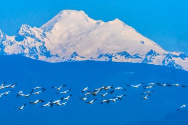 Many Snow Geese Flying Snowy Mount Baker Mountains Skagit Valley Washington clipart